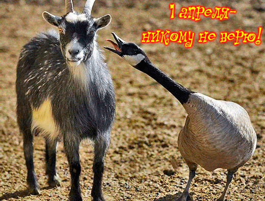 картинка под названием - Никому не верю я - 1 апреля! из категории С днём рождения.