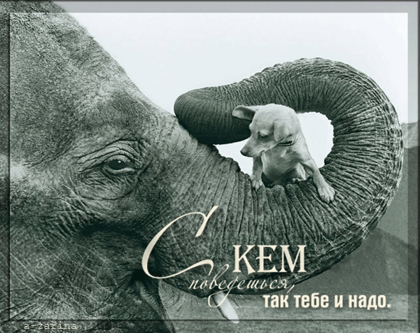 картинка под названием - Нежная привязанность из категории С днём рождения.