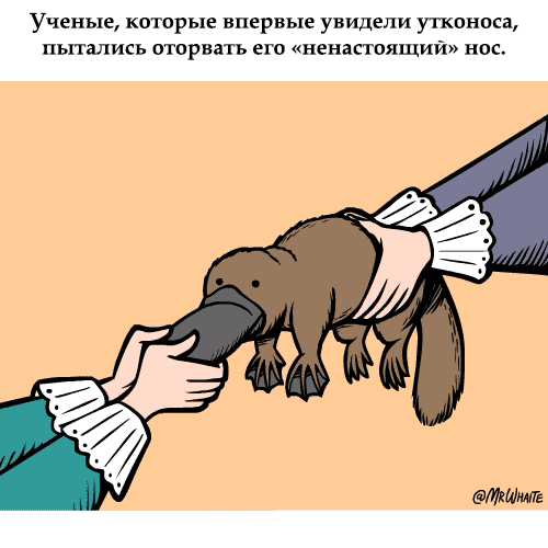 картинка под названием - Утконос из категории С днём рождения.