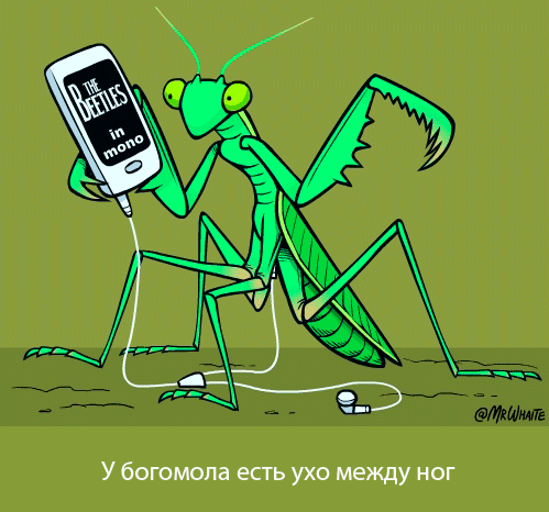 картинка под названием - Богомол из категории С днём рождения.