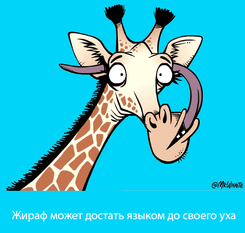 картинка под названием - Жираф из категории С днём рождения.