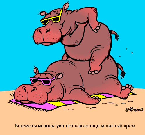 картинка под названием - Бегемоты из категории С днём рождения.