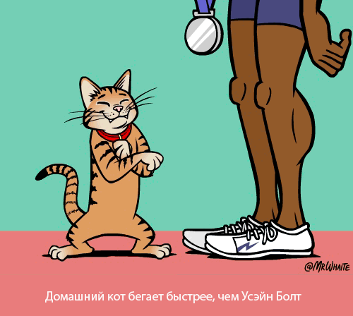 картинка под названием - Домашний кот из категории С днём рождения.