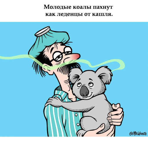 картинка под названием - Коалы из категории С днём рождения.
