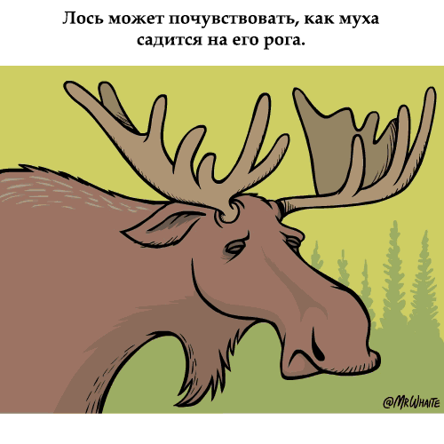 картинка под названием - Лось и муха из категории С днём рождения.