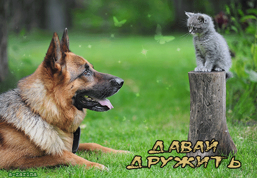 картинка под названием - Давай дружить! из категории С днём рождения.