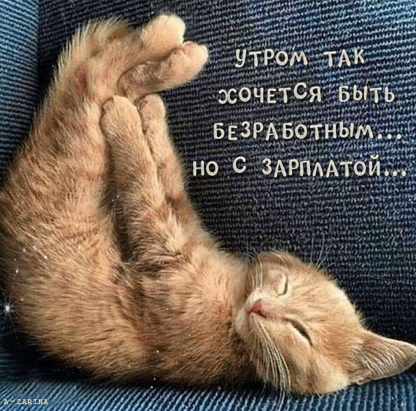 картинка под названием - мудрый кот из категории С днём рождения.