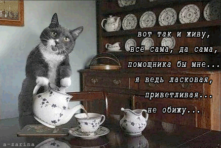 картинка под названием - Идеальная кошечка из категории С днём рождения.